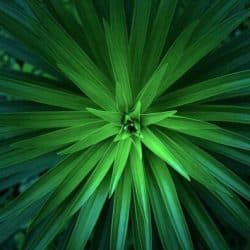 Geurfamilie aromatisch parfums